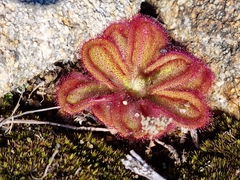 Drosera collina