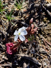 Drosera collina