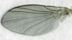 Phytomyza syngenesiae