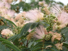 Albizia julibrissin