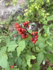 Rhus aromatica serotina