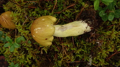 Tricholoma frondosae