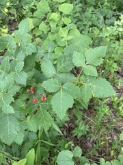 Rhus aromatica serotina