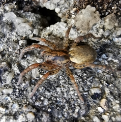 Arctosa personata