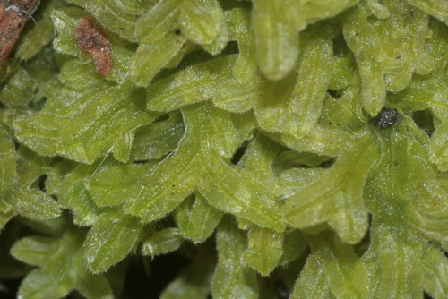 Representative image of Metzgeria