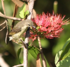 Anthreptes reichenowi