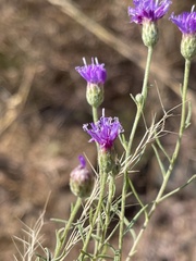 Oocephala centaureoides