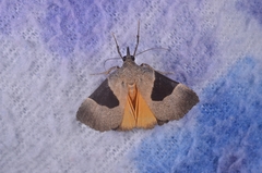 Dichromia sagitta