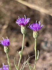 Oocephala centaureoides