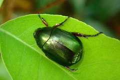 Anomala russiventris