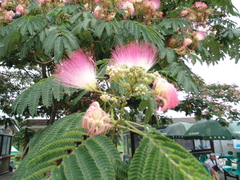 Albizia julibrissin