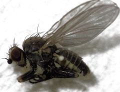 Phytomyza syngenesiae