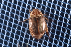 Mimela signaticollis