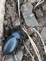 Carabus impressus