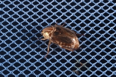 Mimela signaticollis