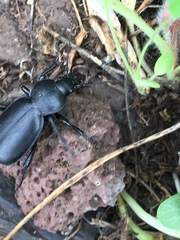 Carabus impressus