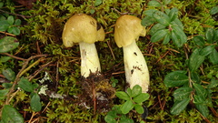 Tricholoma frondosae