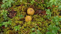 Tricholoma frondosae