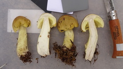 Tricholoma frondosae