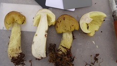Tricholoma frondosae