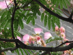 Albizia julibrissin