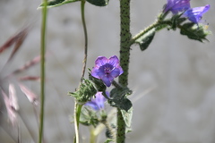 Echium vulgare pustulatum