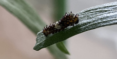 Papilio machaon dodi