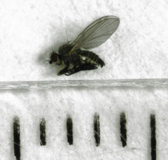 Phytomyza syngenesiae