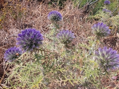 Echinops strigosus