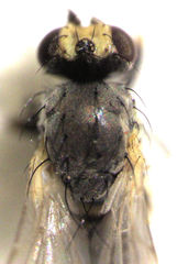Phytomyza syngenesiae
