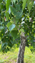 Betula pendula