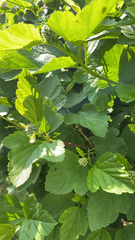 Physocarpus opulifolius