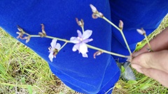 Aristea angolensis angolensis