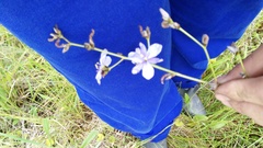 Aristea angolensis angolensis