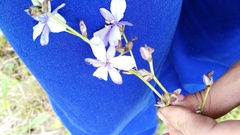 Aristea angolensis angolensis