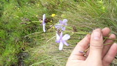 Aristea angolensis angolensis