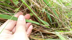 Aristea angolensis angolensis