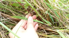 Aristea angolensis angolensis