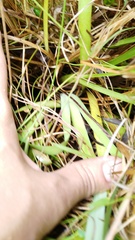 Aristea angolensis angolensis