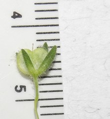 Veronica dillenii