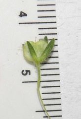 Veronica dillenii