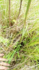 Aristea angolensis angolensis