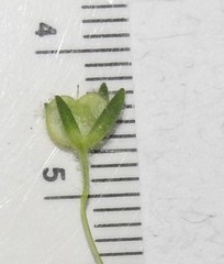 Veronica dillenii