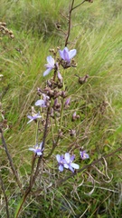 Aristea angolensis angolensis