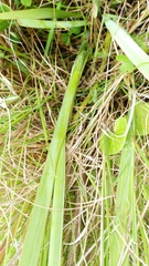Aristea angolensis angolensis