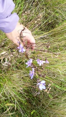 Aristea angolensis angolensis