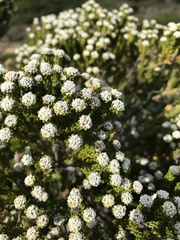 Phylica ericoides ericoides