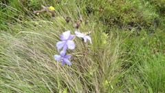 Aristea angolensis angolensis