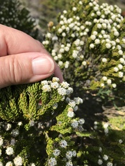 Phylica ericoides ericoides