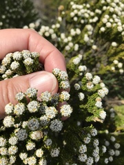 Phylica ericoides ericoides